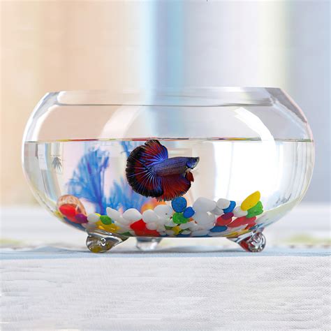 glass jar fish|Amazon.com: Large Glass Fish Bowl.